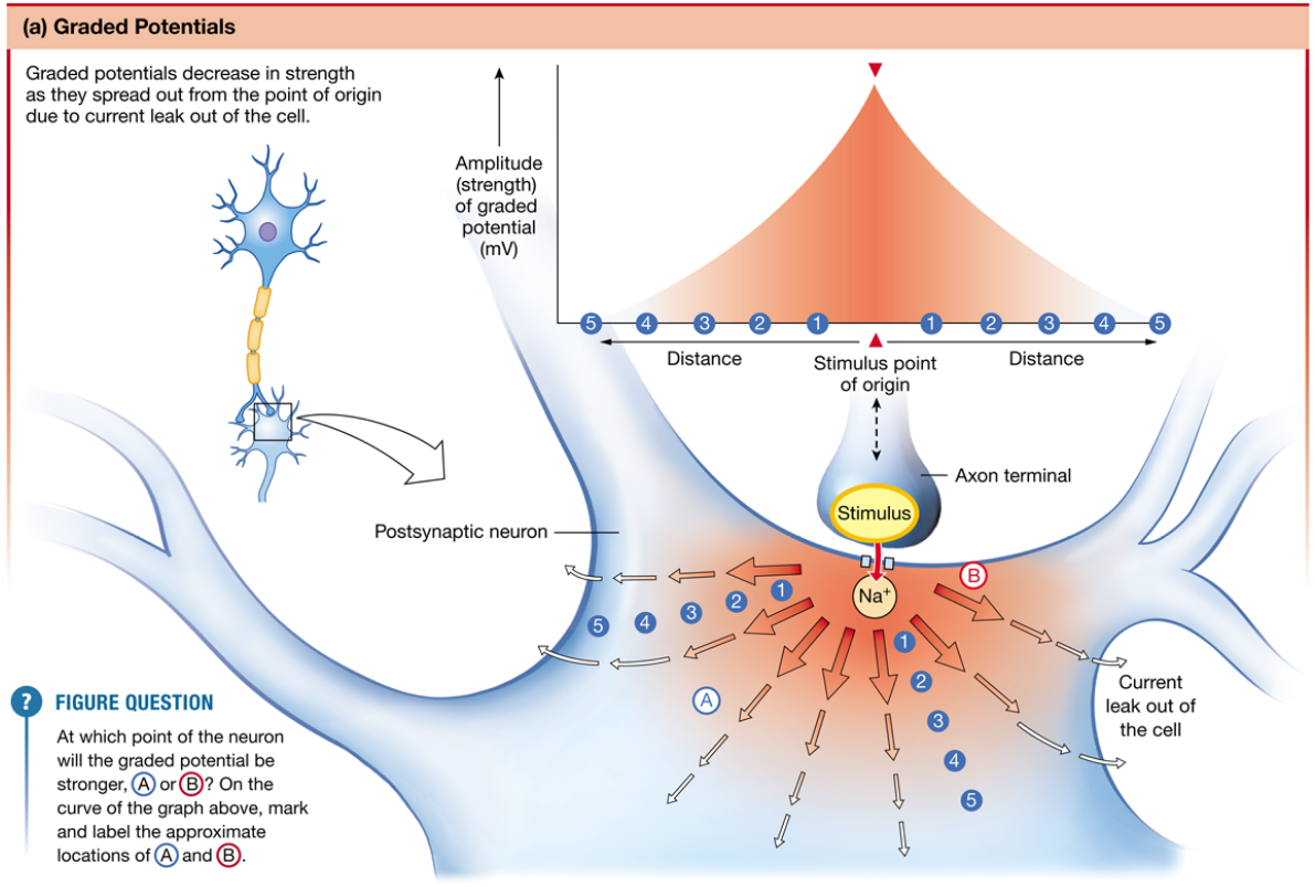 <p>decreases in strength as it spreads out from a point of origin</p><ul><li><p>variable, can be different levels (<strong>intensity</strong>)</p></li><li><p>occurs in dendrites, cell body</p></li><li><p>usually receives a <strong>chemical </strong>signal</p></li><li><p>if signal is above a <strong>threshold </strong>when it reaches the ‘trigger zone’, it causes an action potential</p></li></ul>
