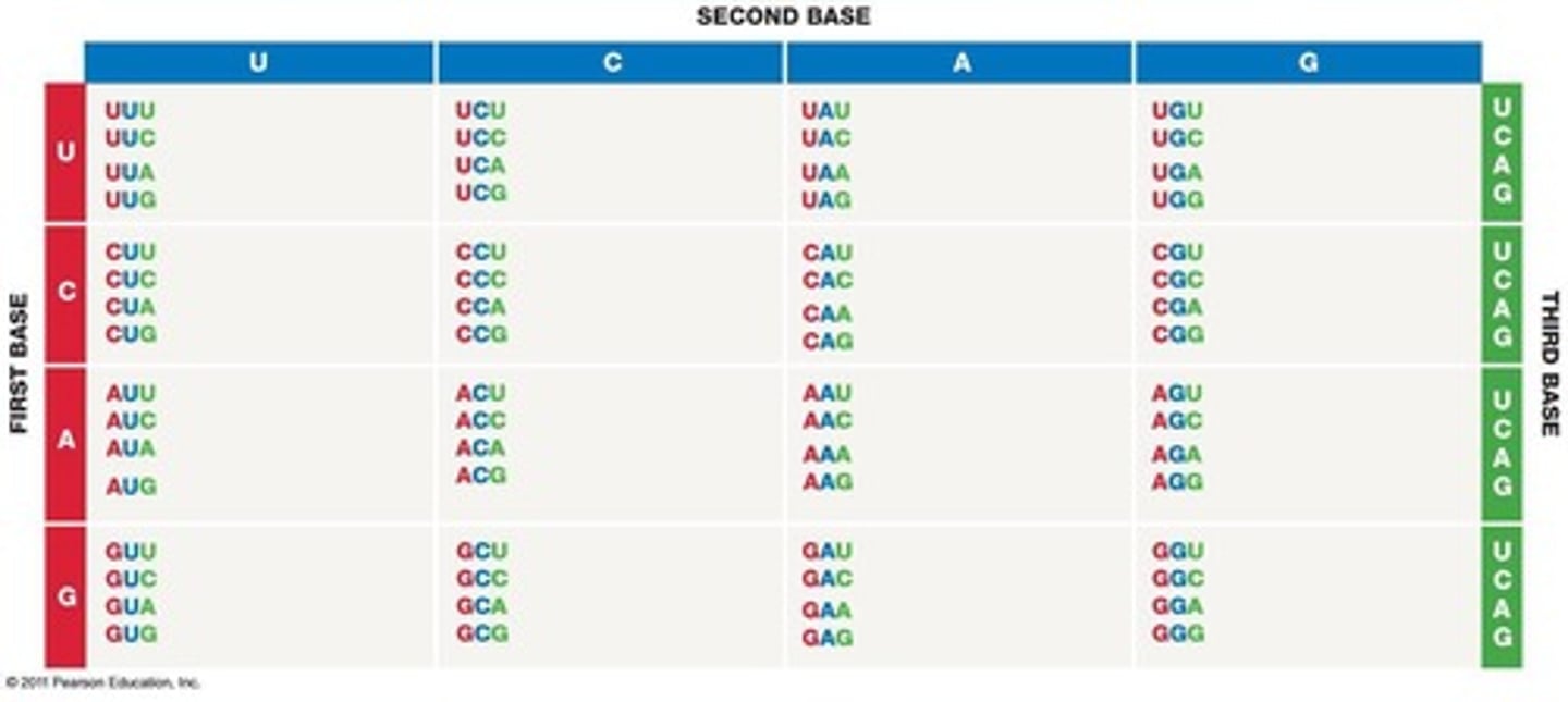 <p>Three RNA nucleotides encoding an amino acid.</p>