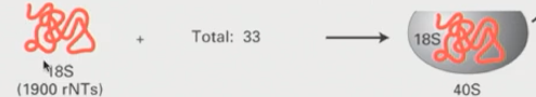 <ul><li><p>18S rRNA compbines with other proteins to form a 40S small ribosomal subunit</p></li></ul><p></p>