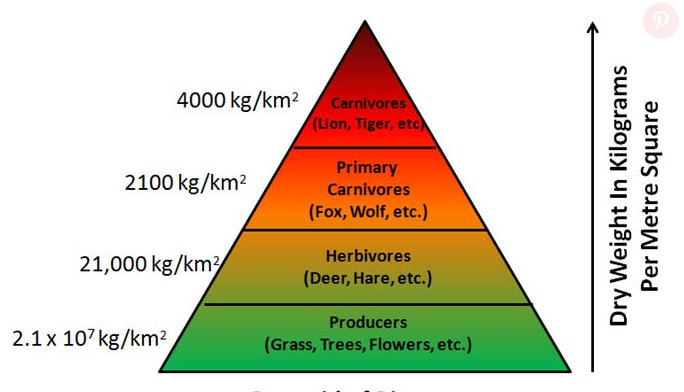 <p><span><span>a graphical representation that shows the </span></span>total mass of living organisms at each trophic level in an ecosystem<span><span>.</span></span></p>