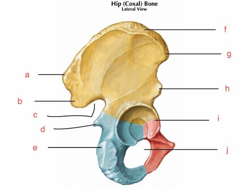 Spine of ilium that faces the front, corresponds with pubis. (G&H)