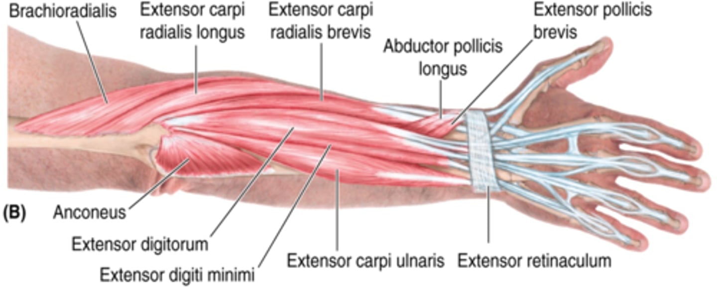 <p>-Supinator</p><p>-Abductor pollicis longus (APL)</p><p>-Extensor pollicis longus (EPL)</p><p>-Extensor pollicis brevis (EPB)</p><p>-Extensor indicis</p>