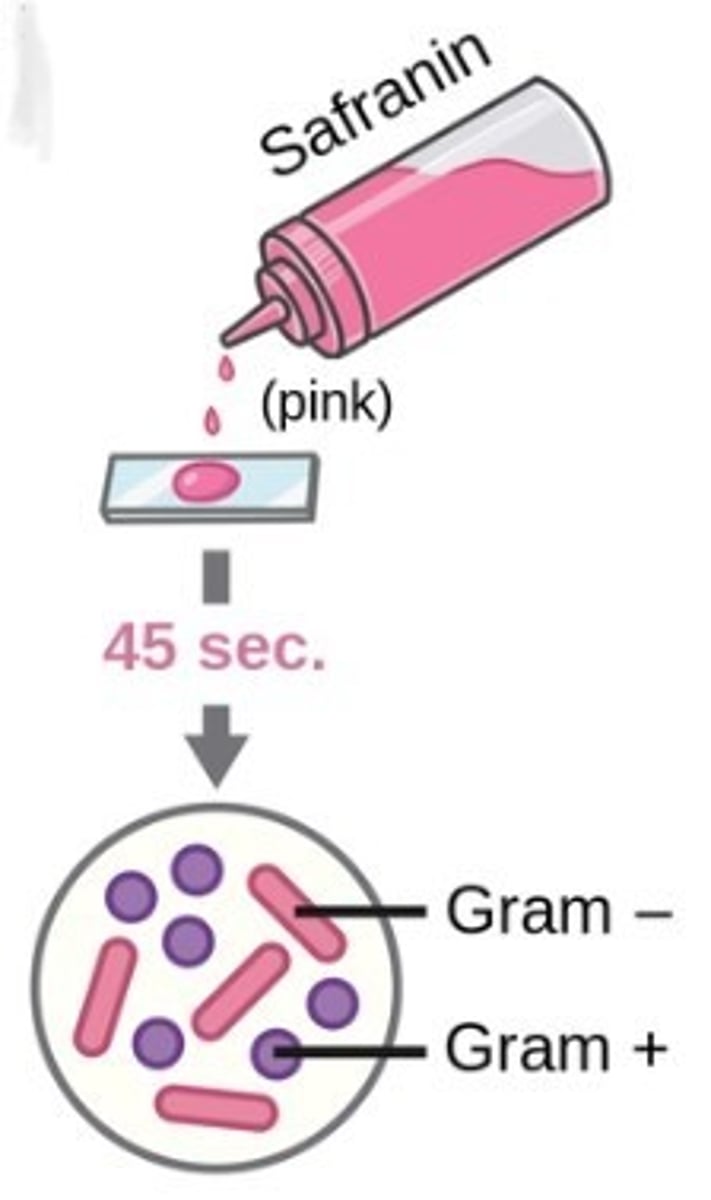 <p>counter stain in gram stain</p>