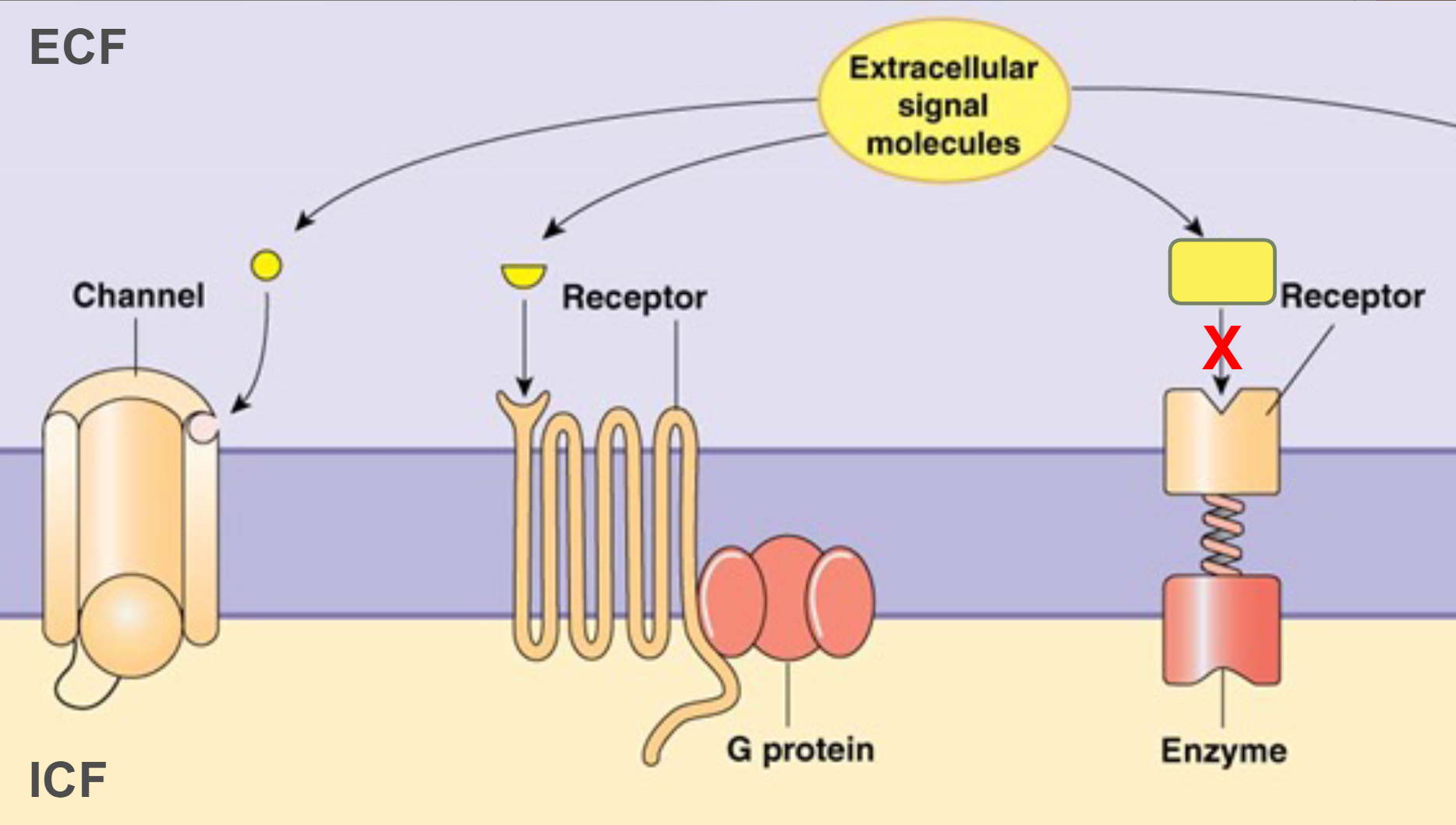 <p>When molecules interact, shape is very important</p>
