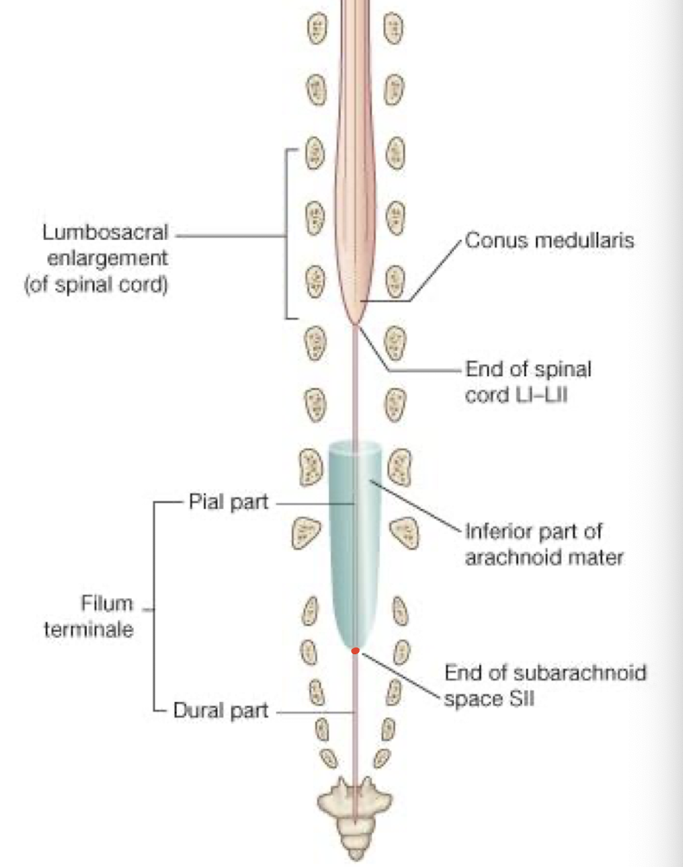 <p>S2 - Lumbar Cistern</p>