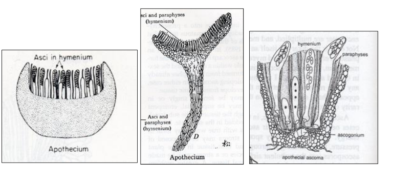 <p>Apothecium (apothecia pl.) an open ascocarp.</p>