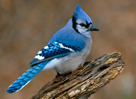 <p>The color of a blue-jay bird</p>