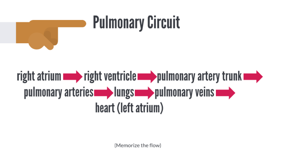 <ul><li><p>is referred to as the low-pressure circuit </p><ul><li><p>because the blood pressure here is normally only one-eighth of that in the systemic circuit.</p></li></ul></li><li><p>The purpose of this circuit is to take deoxygenated blood to the lungs and exchange carbon dioxide for oxygen. </p><ul><li><p>The blood returning to the heart is oxygenated blood.</p></li></ul></li><li><p>The route of the pulmonary circuit can be summarized as follows: </p><ol><li><p>right atrium </p></li><li><p>through the tricuspid valve into the right ventricle </p></li><li><p>through the pulmonary semilunar valve into the pulmonary trunk </p></li><li><p>into the pulmonary arteries </p></li><li><p>into the lungs </p></li><li><p>into pulmonary veins </p></li><li><p>finally into the left atrium.</p></li></ol></li></ul><p></p>