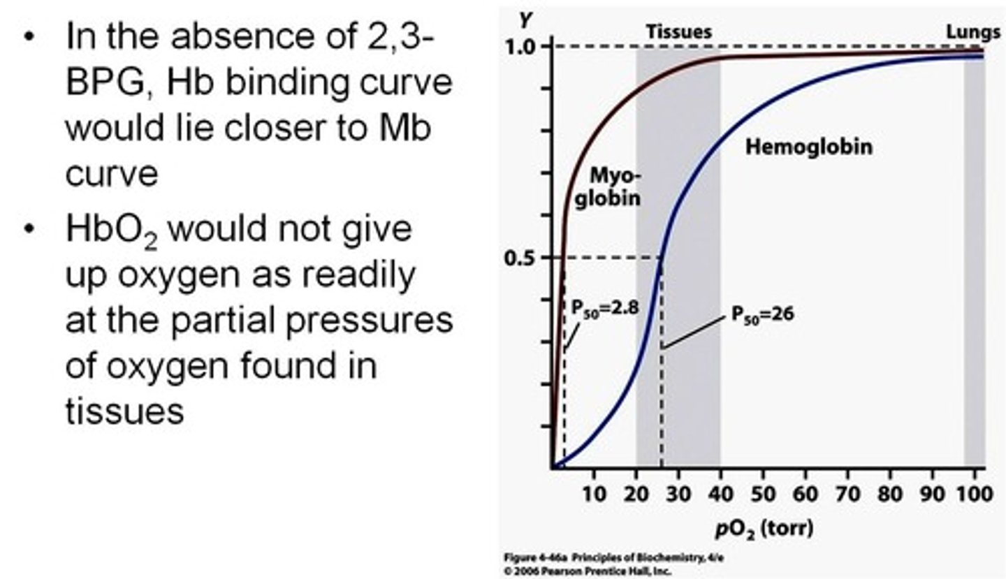 <p>also known as 2,3-Disphosphoglycerate (2,3-DPG), promotes hemoglobin transition from a high-oxygen-affinity state to a low-oxygen-affinity state</p>