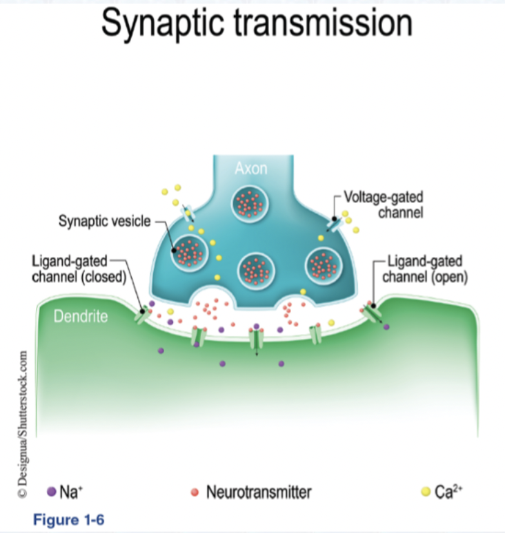 <p>Which Receptor Mechanism is this?</p>