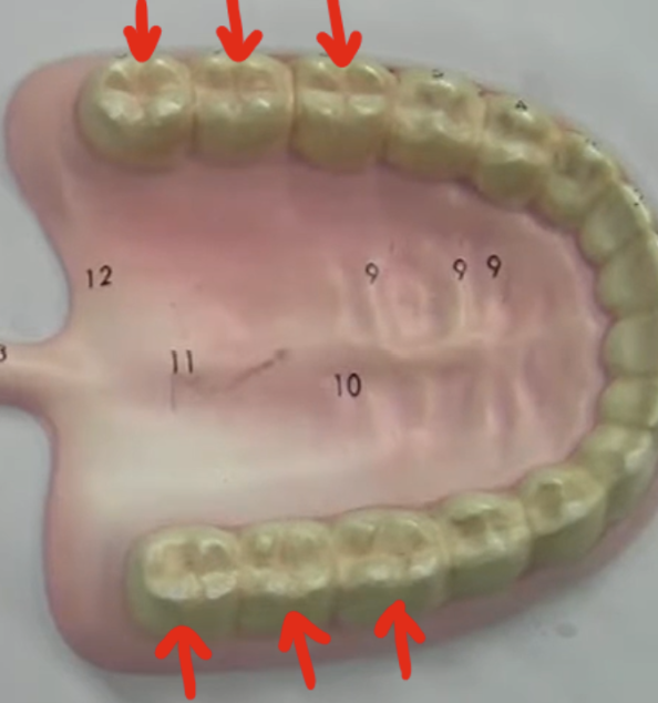 <p>3 in a quadrant, 12 in the whole mouth</p>