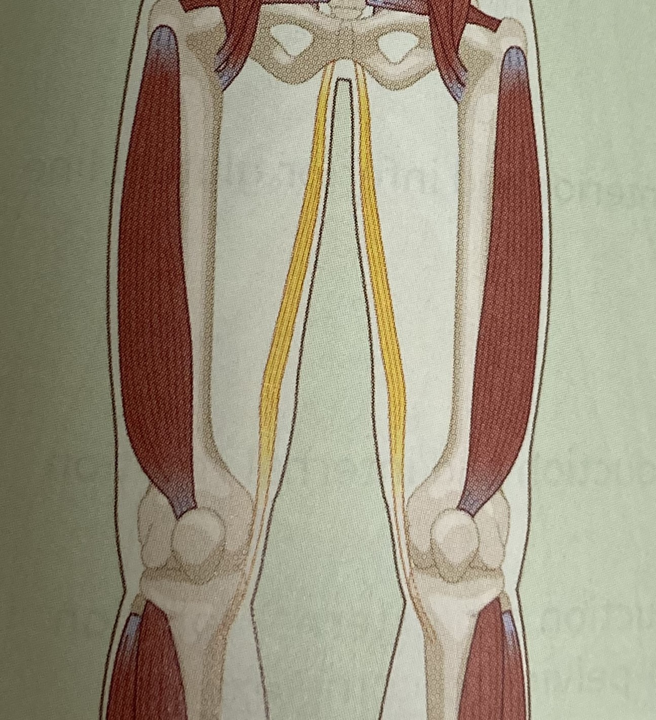 <ul><li><p>category: hip musculature</p></li><li><p>origin: anterior aspect of the pubis</p></li><li><p>insertion: proximal, medial aspect of the tibia</p></li><li><p>isolated function: concentric hip adduction, flexion, and internal rotation</p></li><li><p>integrated function: eccentric hip abduction, extension, and external rotation</p></li><li><p>stabilizes LPHC and knee</p></li></ul><p></p>