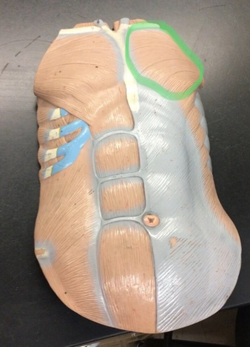 <p>Chest muscle</p>