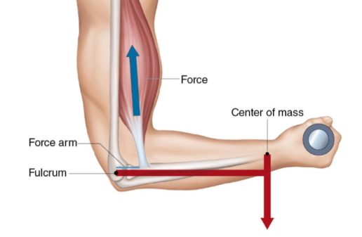 <p>this is an example of a second class lever</p><p>t or f</p>