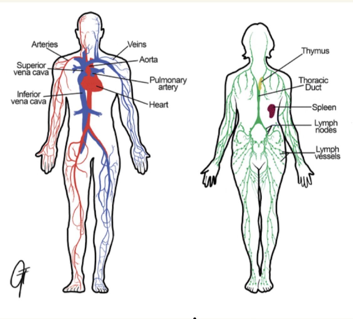 <p>cardiovascular and lymphatic system</p>