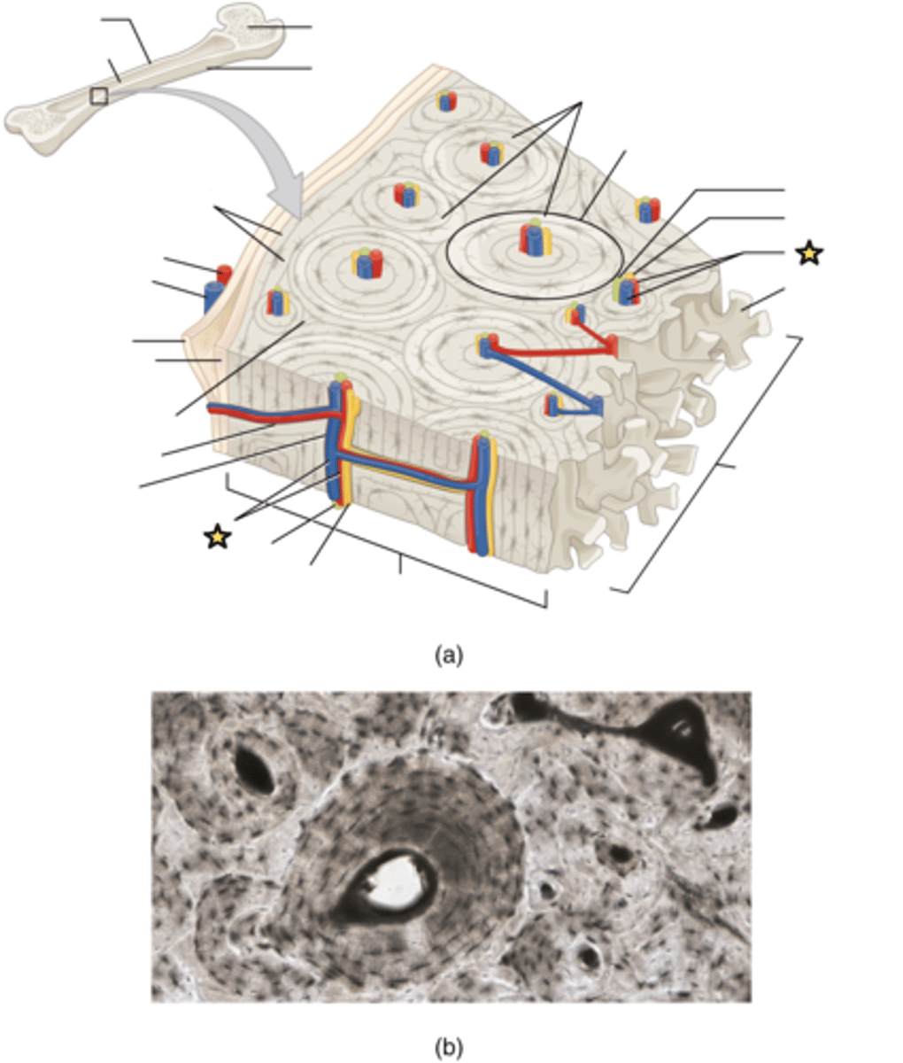 <p>Tubelike structures that carry blood to and from the bone</p>