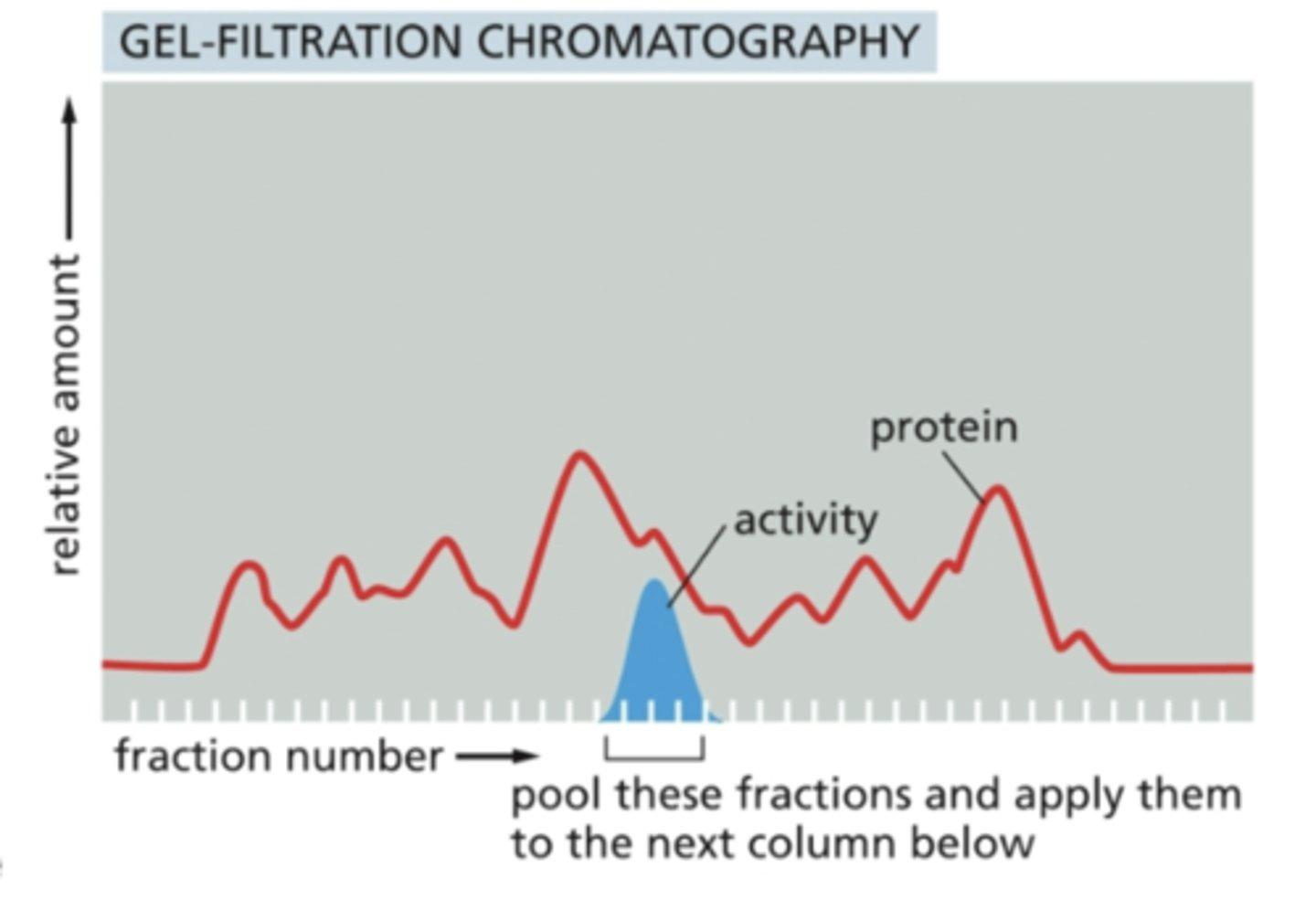 <p>- x-axis is fraction number, where you test each fraction to see which ones have characteristics of protein</p><p>- y-axis is the relative amount</p><p>- fractions with greatest amounts of relative activity you are looking for get pooled and applied to another column</p><p>- other proteins are removed</p>