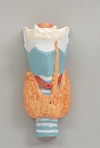<p>Thyroid gland</p>