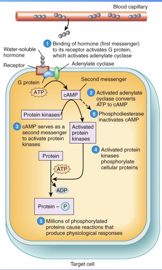 <p>special molecules made inside cells in response to hormone binding to its receptor, activating enzymes or membrane channels</p>