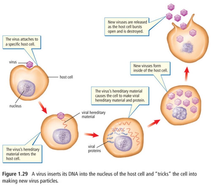 <p>known as VIRAL REPLICATION because:</p><p>- they asexually reproduce (clone themselves)</p><p>- They don't reproduce by themselves, they have the host cell do it for them</p>