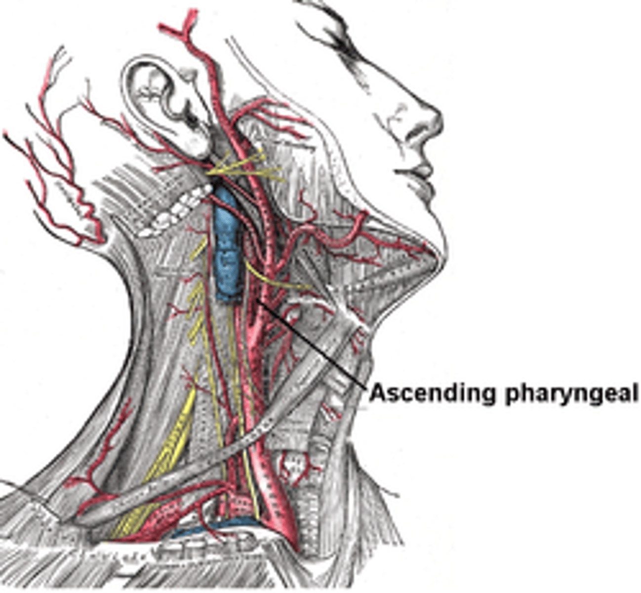 <p>The ascending pharyngeal artery is a direct branch from the external carotid artery.</p><p>ASCENDING PHARYNGEAL ARTERY: BRANCH OF EXTERNAL CAROTID ARTERY </p>