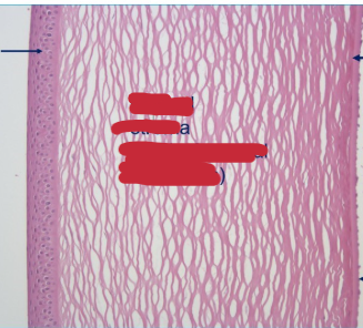 <p>What structure is this and what can we identify?</p>