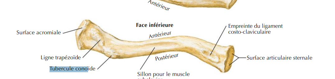<p>partie latérale a une facette articulaire avec l’acromion</p><p>partie médiale a une facette articulaire avec le manubrium sternal</p><p>tubercule conoide est l’insertion des ligaments coracoclaviculaire (entre processus coracoide de la scapula et la clavicule)</p>