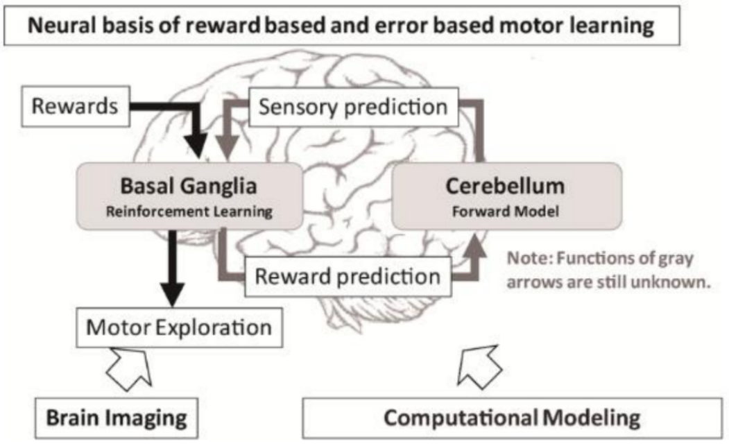 <p><span style="background-color: transparent;"><strong><span>En résumé</span></strong></span></p><ul><li><p><span style="background-color: transparent;"><span>Le </span><strong><span>cervelet</span></strong><span> assure la </span><strong><span>coordination</span></strong><span>, la </span><strong><span>précision temporelle et spatiale</span></strong><span>, et l’</span><strong><span>apprentissage par l’erreur</span></strong><span>.</span></span></p></li><li><p><span style="background-color: transparent;"><span>Les </span><strong><span>ganglions de la base</span></strong><span> contrôlent la </span><strong><span>sélection</span></strong><span> des actions, les </span><strong><span>automatismes moteurs</span></strong><span> et l’</span><strong><span>apprentissage par renforcement</span></strong><span>.</span></span></p></li><li><p><span style="background-color: transparent;"><span>Ces deux systèmes </span><strong><span>modulent les circuits moteurs</span></strong><span> du tronc cérébral et du cortex selon des principes complémentaires, garantissant la </span><strong><span>fluidité</span></strong><span>, la </span><strong><span>souplesse</span></strong><span> et la </span><strong><span>pertinence</span></strong><span> du mouvement.</span></span></p></li></ul><p></p>