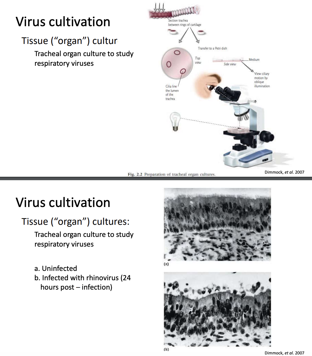 <ul><li><p>Aside from cell culture, tissue/organ culture may also be used</p></li><li><p><strong>Tracheal organ culture </strong>is most commonly used for studying <u>respiratory viruses</u></p></li><li><p>You must keep the intact cell still with <strong>cilia on apical surfaces, basal cells</strong></p></li><li><p>When tissue culture is infect with rhinovirus, it becomes <strong>very disorganized</strong></p></li><li><p>But again this is limited by being <strong>unnatural</strong> since the culture is no longer subject to homeostatic responses of immune system; <strong>cannot study pathogenesis</strong></p></li></ul><p></p>