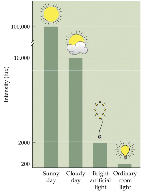 <p>Fig. 13.15 Outdoor light is far brighter than artificial light</p>