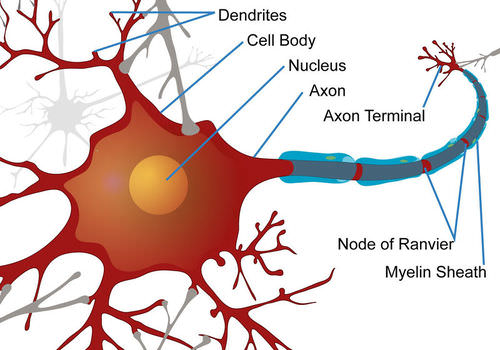 <p>What do Nerve Impulses do?</p>