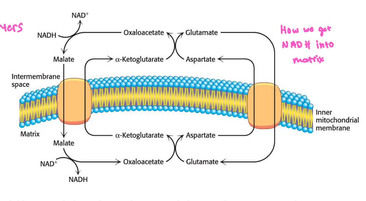 <p>How we get NAD into matrix</p>