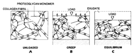 <ul><li><p>unloaded </p></li><li><p>creep </p></li><li><p>equilibrium </p></li></ul><p></p>