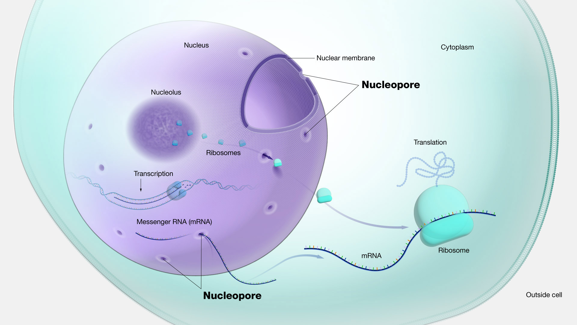 <p>nuclear pore</p>