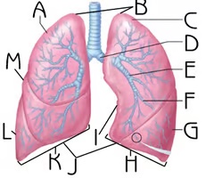 <p>Base of lungs</p>