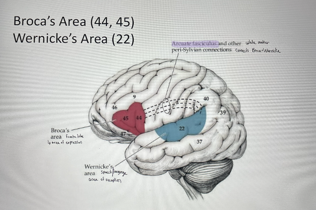 <p>broca’s</p><ul><li><p>frontal lobe</p></li><li><p>expression</p></li></ul><p>wernicke’s</p><ul><li><p>temporal</p></li><li><p>reception</p></li></ul><p>Arcuate fasciculus and other peri-Sylvian connects</p>