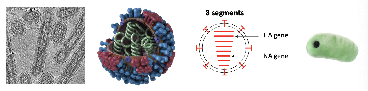 <p>8 different segments (virus needs all 8)</p><ul><li><p>most segments encode 1-2 proteins</p></li></ul><p></p>