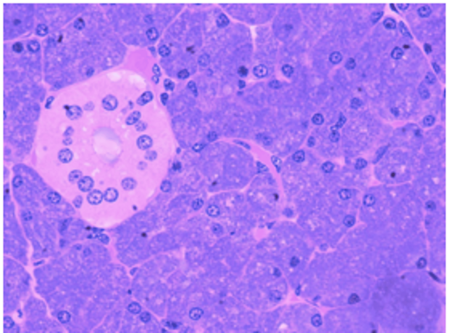 <p>How do cells with well-developed rough ER appear under light microscopy?</p>