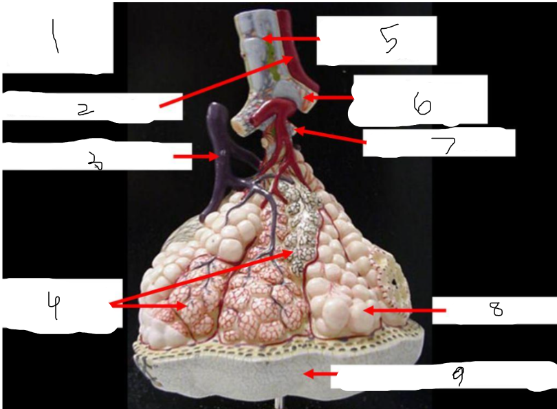 <p>7</p>