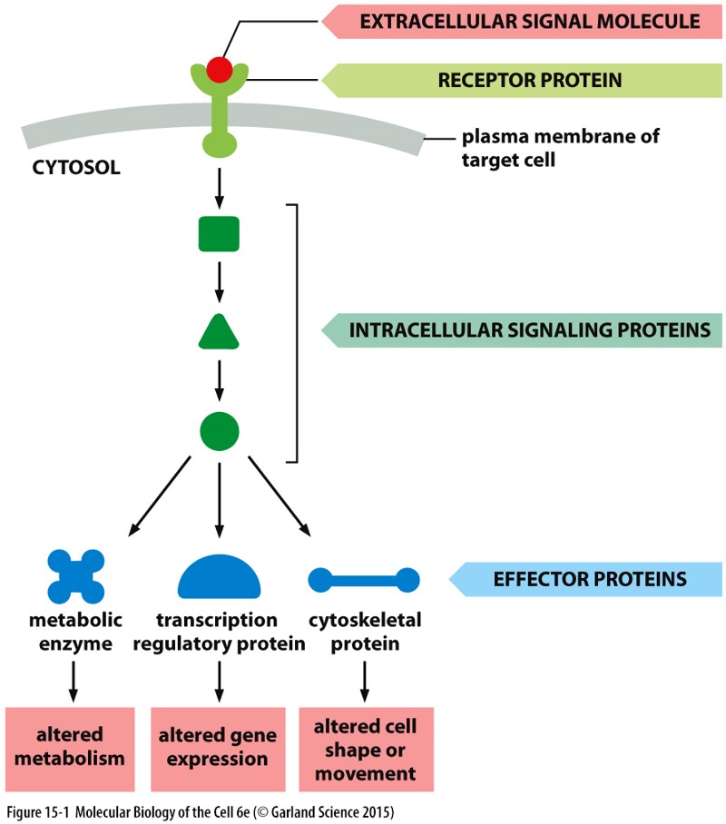 
1. __Reception__: signal is brought from the outside of a cell to the inside
2. __Transduction__: signal is processed by the cell
3. __Response__: something changes in the cell