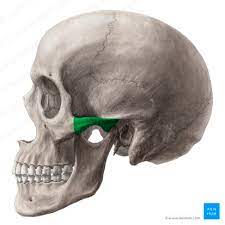 the zygomatic process of the temporal bone + the temporal process of the zygomatic bone form the **zygomatic arch**

\
functions as an attachment site for a muscle moving the mandible and for ligaments holding the mandible in place