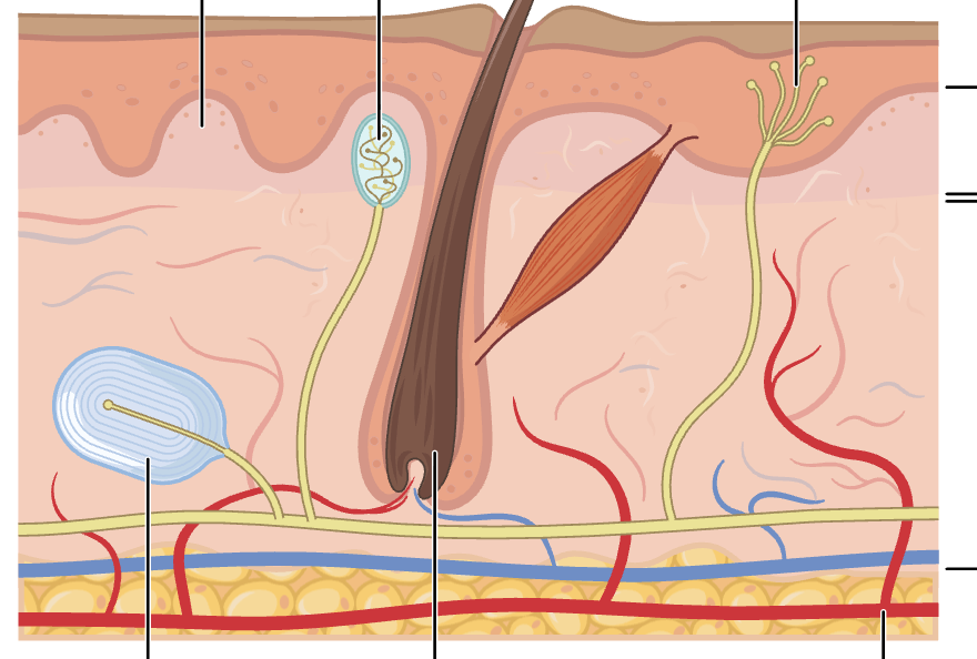 <p>layer the dermis + associated structures</p>
