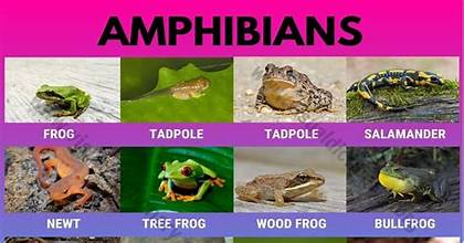 <p>Subphylum: Tetrapods [Four-limbed Vertebrates (its class)] (Phylum Chordata)</p>