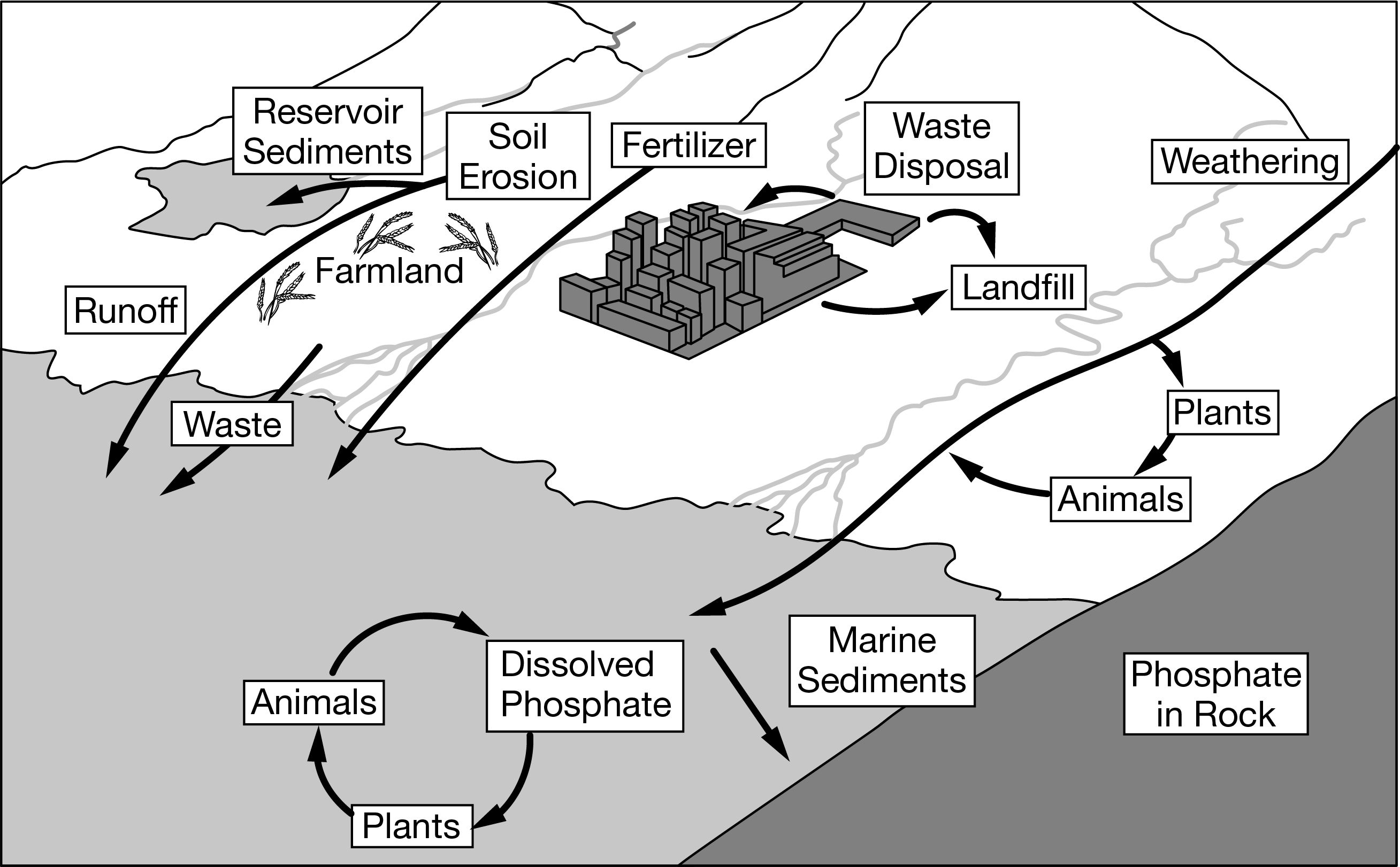 <p>Farmers in a suburban coastal town started using no-till agriculture, a practice that reduces soil erosion from their farmland. Use the image above to determine which of the following long-term effects no-till agriculture will have on the ecosystem surrounding the farmland.</p><p><strong>A. </strong>There will be an increased need for fertilizer on farmlands.</p><p><strong>B. </strong>There will be less algal growth in the nearby ocean.</p><p><strong>C. </strong>There will be less phosphorus pollution in the atmosphere.</p><p><strong>D. </strong>There will be an increased deposition of phosphorus-rich sediments.</p>