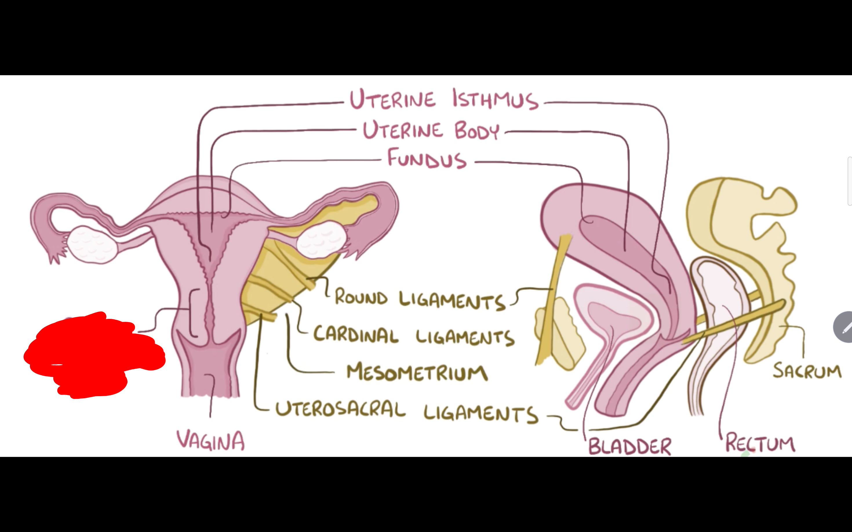 <p>Name the structure in red</p>