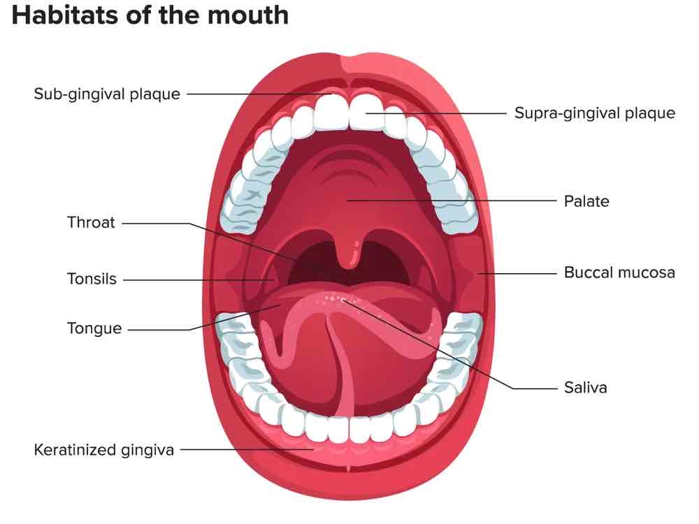 <p>pharynx, throat</p>