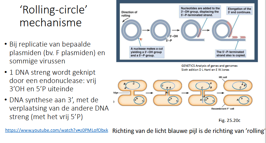 <ul><li><p>1 DNA streng wordt geknipt door een endonuclease: vrij 3’OH en 5’P uiteinde</p></li><li><p>DNA synthese aan 3’ (hier voegt DNA pol nucleotiden toe)</p></li><li><p>tgv de synthese komt de andere streng vrij</p></li></ul><p></p>