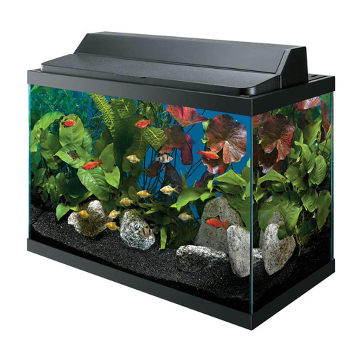 <p>to clean the fish tank</p>