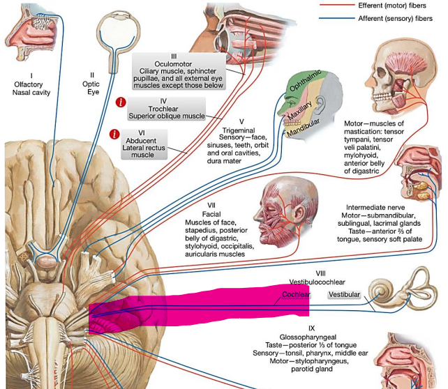 <p></p><p>VIII nervas</p><p></p><p></p>