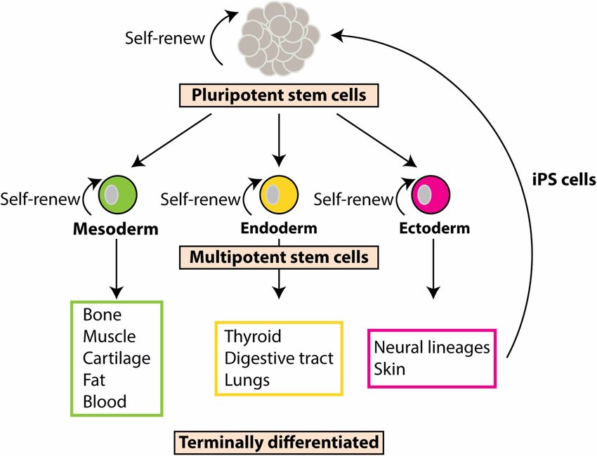 a stem cell that can differentiate into any cell type within a broad group